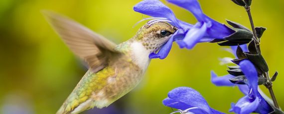 Hummingbird on a flower